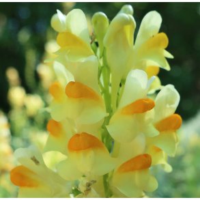 Torskemund. Linaria vulgaris. Almindelig. Fr