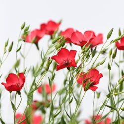 Hr fr. Rd. Linum grandiflorum rubrum.Ca. 300 kologiske fr.