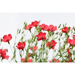 Hr. Rd. Linum grandiflorum rubrum. kologisk Fr.