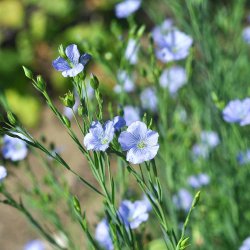 H�r fr�. Bl�. Linum usitatissimum. Ca. 1200 Fr�.
