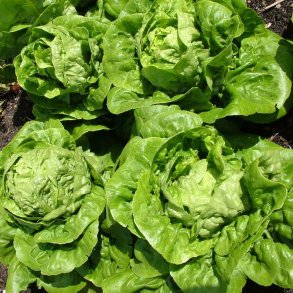 Salat fr�. Little gem. Lactuca sativa. Ca. 630 Fr�.
