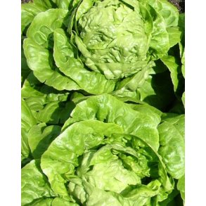 Salat. Little gem. Lactuca sativa. Fr.