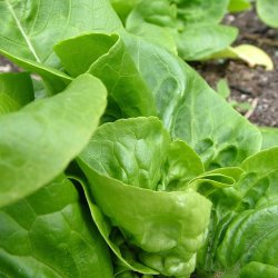 Salat fr�. Little gem. Lactuca sativa. Ca. 630 Fr�.