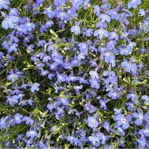 Lobelia. Blue Cascade. Lobelia erinus pendula. Hngelobelia. Fr