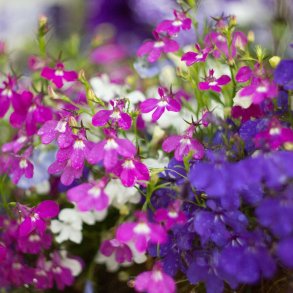 Lobelia fr�. Cascade mixed. Lobelia erinus pendula. H�ngelobelia. Ca. 7500 Fr�