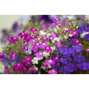 Lobelia. Cascade mixed. Lobelia erinus pendula. Hngelobelia. Fr