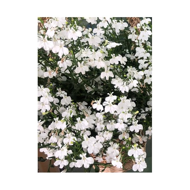 Lobelia erinus. White Lady. Fr