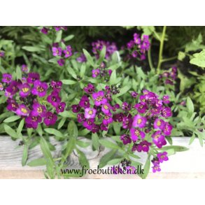 Biblommer. Oriental nights. Lobularia maritima. Fr