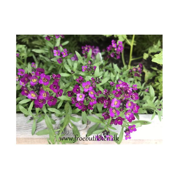 Biblommer. Lobularia maritima. Oriental nights. Fr