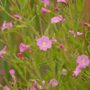 Lodden dueurt fr�. Epilobium hirsutum. Ca. 3500 fr�