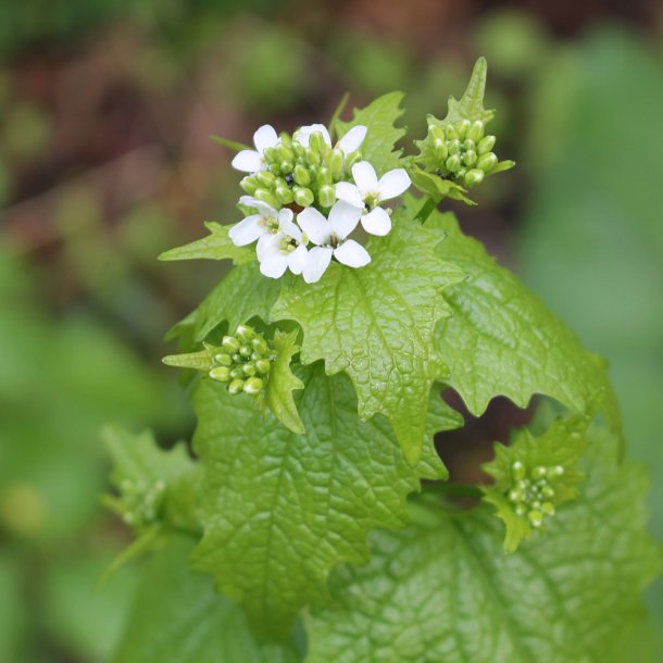 L�gkarse fr�. Alliaria petiolata. Ca. 600 Fr�