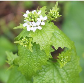 Lgkarse. Alliaria petiolata. Fr