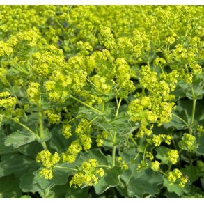 Lodden Lvefod. Alchemilla mollis. Fr.