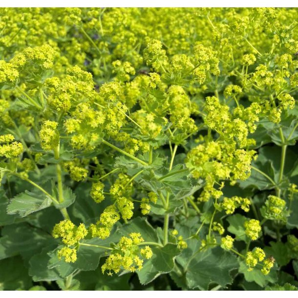 Lodden Lvefod. Alchemilla mollis. Fr.