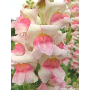 Lvemund. Antirrhinum majus. Appleblossom. Fr