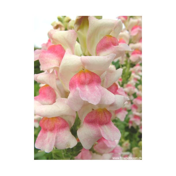 Lvemund. Antirrhinum majus. Appleblossom. Fr