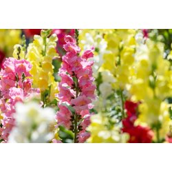 Lvemund. Antirrhinum majus. Mixed. Fr.