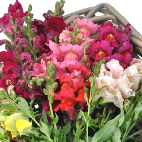 L�vemund fr�. Mixed. Antirrhinum majus. XL pose. Ca. 56000 Fr�.