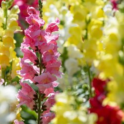 L�vemund fr�. Mixed. Antirrhinum majus. Ca. 4350 Fr�.