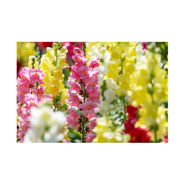 Lvemund. Antirrhinum majus. Mixed. Fr.