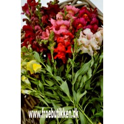 Lvemund. Antirrhinum majus. Mixed. Fr.