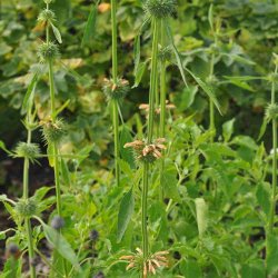 L�ve�re fr�. Leonotis nepetifolia. Ca. 200 Fr�
