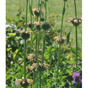 Lvere. Leonotis nepetifolia. Fr