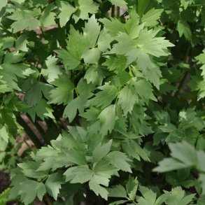 L�vstikke fr�. Levisticum officinalis. Ca. 190 Fr�.