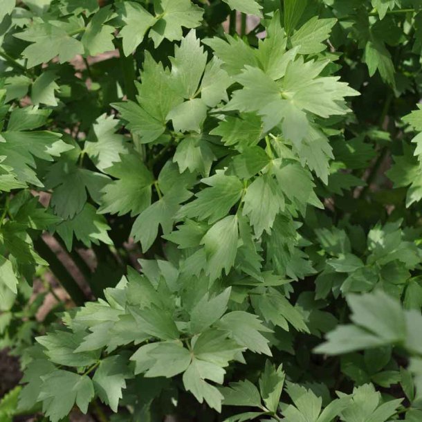 L�vstikke fr�. Levisticum officinalis. Ca. 190 Fr�.