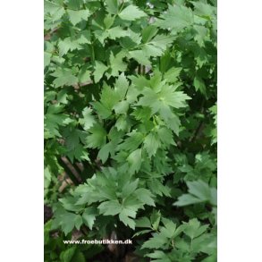 Lvstikke. Levisticum officinalis. Fr.