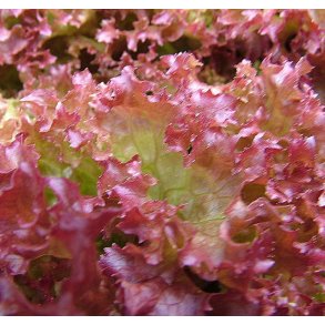 Salat. Lollo Rossa.Lactuca sativa var. crispa.  Fr.