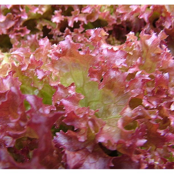 Salat. Lollo Rossa.Lactuca sativa var. crispa.  Fr.