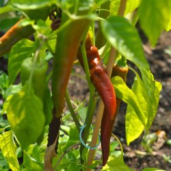 Chili fr. Lombardo. Capsicum annuum. Ca. 360 Fr