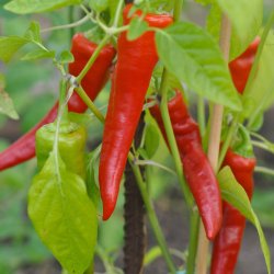 Chili fr. Lombardo. Capsicum annuum. Ca. 360 Fr