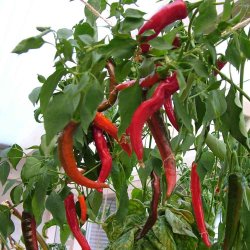 Chili fr�. De Cayenne. Capsicum annuum. Ca. 10 Fr�.