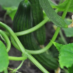 Agurk fr�. Louisa. Cucumis sativus. F1. Ca. 7 Fr�.