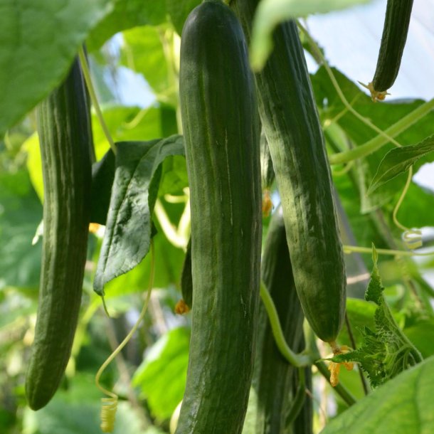 Agurk fr�. Louisa. Cucumis sativus. F1. Ca. 7 Fr�.