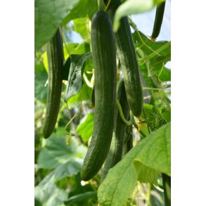 Agurk. Louisa. Cucumis sativus. F1. Fr.