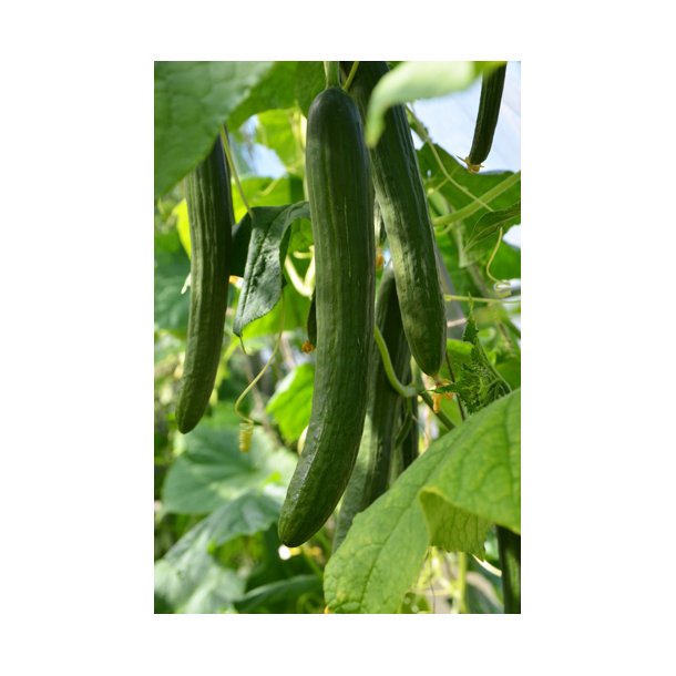 Agurk. Louisa. Cucumis sativus. F1. Fr.