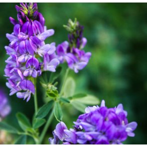 Lucerne. Medicago sativa. Fr