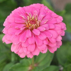 Fr�kenhat fr�. Luminosa.  Zinnia elegans. Ca. 200 Fr�