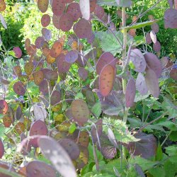 Judaspenge fr�. Lunaria annua. Violet. Ca. 100 Fr�.