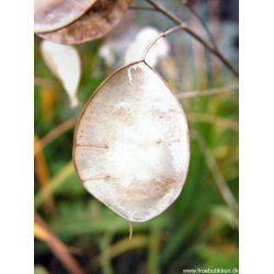 Judaspenge. Lunaria annua. Violet. Fr.