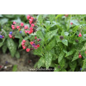 Lungeurt. Hvidplettet. Pulmonaria officinalis. Fr