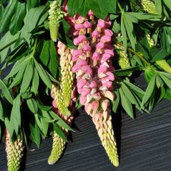 Lupiner fr�. Russel Strain The Chatelaine. H�j. Lupinus polyphyllus. Ca. 70 Fr�