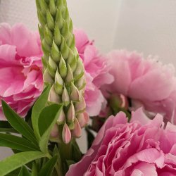 Lupiner fr�. Pink shades. Lupinus polyphyllus Lupini. Ca. 45 Fr�
