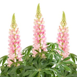 Lupiner. Pink shades. Lupinus polyphyllus Lupini. Fr