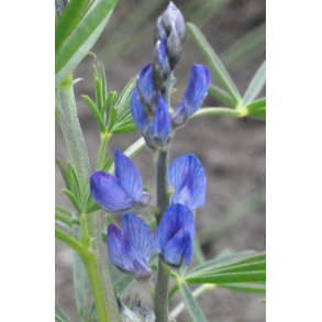Lupiner. Bl. Smalbladet. Lupinus angustifolius. Fr