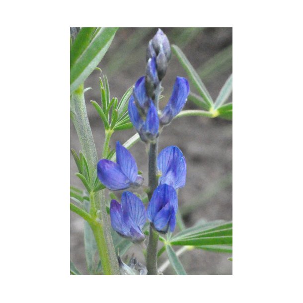 Lupiner. Lupinus angustifolius. Bl. Smalbladet. Fr