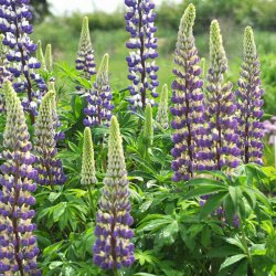 Lupiner fr�. Russel Strain The governor. Lupinus polyphyllus. Russel. H�j. Ca. 75 Fr�